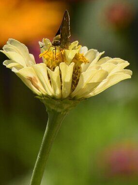 Yellow skipper photo print